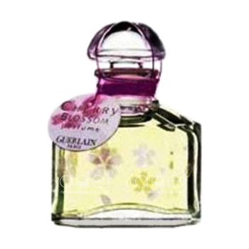 Cherry Blossom